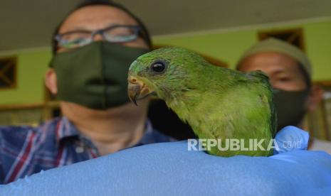 Petugas BKSDA Lampung menunjukkan barang bukti saat ungkap kasus penyelundupan satwa di lokasi Pusat Penyelamatan Satwa Lampung, Lampung, Jumat (24/7/2020). BKSDA Lampung bersama Petugas Flight Protecting Indonesia’s Birds berhasil menangkap dua orang terduga pelaku penyelundupan burung beserta barang bukti sebanyak 1.527 ekor burung diantaranya 66 ekor jenis yang dilindungi. 