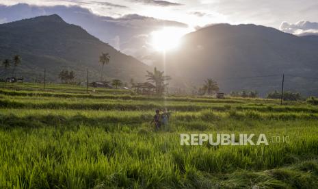 Petani menyiangi tanaman padinya yang ditumbuhi rumput liar di Desa Boya Baliase, Sigi, Sulawesi Tengah. Kementerian Pertanian melalui Direktorat Jenderal Sarana dan Prasarana Pertanian akan memperluas cakupan asuransi pertanian yang selama ini baru mencakupi petani komoditas padi dan peternak sapi atau kerbau.