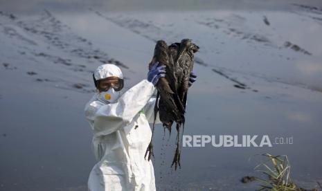 Seorang pekerja memungut burung bangau yang mati akibat flu burung di kawasan konservasi Danau Hula, utara Laut Galilea, di Israel utara, Ahad, 2 Januari 2022. Virus penyebab flu burung kini dikhawatirkan telah bermutasi sehingga lebih mampu menginfeksi manusia.