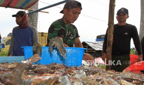 Sejumlah pekerja menyortir udang vaname binaan TNI AD di area tambak udang Desa Suak Seukee, Kecamatan Samatiga, Aceh Barat, Aceh.