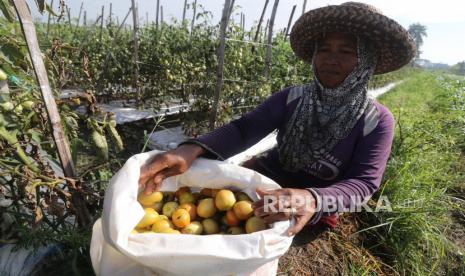 Petani memperlihatkan tomat saat panen di area persawahan Desa Paron, Kediri, Jawa Timur, Rabu (3/6). Serikat Petani Indonesia (SPI) menyatakan, masalah utama yang dialami petani hingga saat ini yakni terkait sulitnya pemasaran hasil panen.