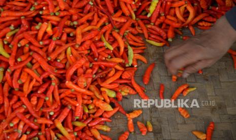 Pedagang memilah cabai rawit di Pasar Beringharjo, Yogyakarta, Jumat (17/11/2023). Harga cabai di Pasar Beringharjo belum juga turun sejak awal bulan ini. Harga yang paling tinggi yakni Cabai Rawit masih berada di Rp 80 ribu per kilogram dan Cabai Merah Besar per kilogramnya seharga Rp 60 ribu. Menurut pedagang, banyaknya gagal panen di tingkat petani yang menyebabkan naiknya harga cabai di pasar.