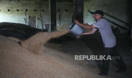 Petani Serhiy melempar biji-bijian dari ember di lumbungnya di desa Ptyche di wilayah Donetsk timur, Ukraina, Minggu, 12 Juni 2022. Program Pangan Dunia (WFP) mengatakan mereka optimistis kesepakatan yang ditengahi PBB agar ekspor gandum Ukraina dibuka kembali akan berhasil. 