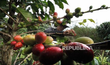 Petani kopi (ilustrasi)