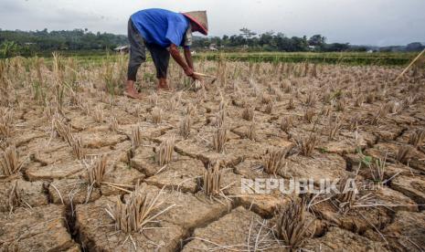 Petani memotong sisa padi di lahan pertanian yang kering di Jawa Barat, Kamis (3/9/2020). (Ilustrasi)