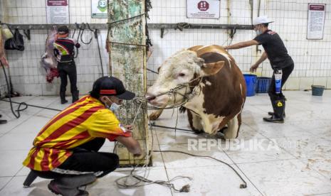 Petugas bersiap untuk menyembelih sapi di Rumah Potong Hewan (RPH) (ilustrasi). Kepala Kantor Kementerian Agama Kalimantan Barat, Muhajirin Yanis mendorong Rumah Potong Hewan (RPH) atau Rumah Potong Unggas (RPU) agar memiliki sertifikat halal dan hal itu sejalan dengan Undang-undang Nomor 33 Tahun 2014 tentang Jaminan Produk Halal.