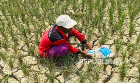 Para petani di tengah sawah yang mengering (ilustrasi). BBMKG Denpasar memetakan lima wilayah di Bali masuk status Awas Kekeringan.