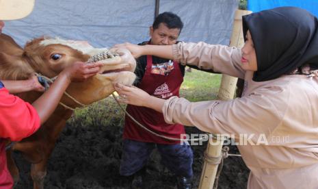 Dokter hewan memeriksa mulut seekor hewan kurban sebelum disembelih saat perayaan Hari Raya Idul Adha di depan Masjid Ihyaul Qulub  di Tirtasani, Karangploso, Malang, Jawa Timur. 