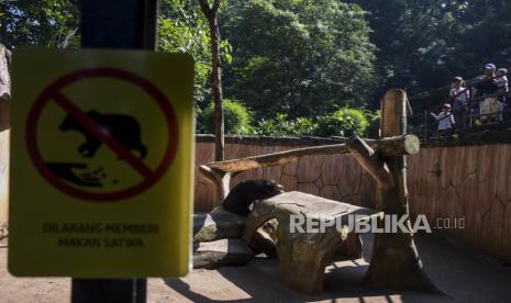 Pengunjung melihat beruang madu di kandang Bandung Zoo, Kota Bandung, Jawa Barat, Ahad (11/6/2023). Pemerintah Kota Bandung akan mengambil alih dan menyegel lahan kebun binatang bandung atau Bandung Zoo karena pengelola yaitu Yayasan Margasatwa Tamansari dianggap belum membayar uang sewa tanah. Meski demikian, pihak pengelola Bandung Zoo masih menunggu hasil putusan yang inkracht atau berkekuatan hukum tetap di Mahkamah Agung.