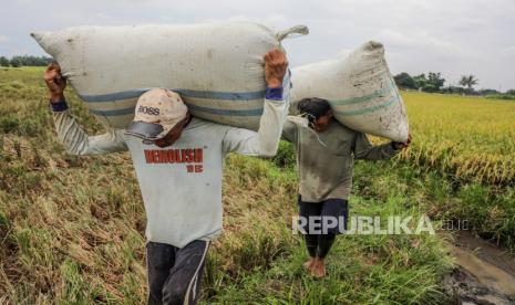 Petani Indonesia membawa karung beras saat panen raya di Deli Serdang, Sumatera Utara. Serikat petani mengapresiasi pemerintah yang tidak akan mengimpor beras hingga Juni.