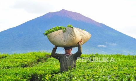 Direktur Utama PT Perkebunan Nusantara III (Persero) atau PTPN III Mohammad Abdul Gani meyakini model holding BUMN perkebunan saat ini akan membawa lebih banyak manfaat daripada model holding sebelumnya. 