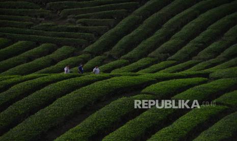 Wisatawan menikmati pesona kebun teh di Kabupaten Solok, Sumatra Barat. Pemkab Solot mencatat wisatawan selama Lebaran 2024 mencapai 1,3 juta orang.