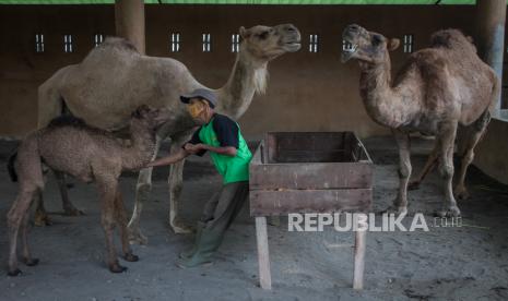 Petugas memberi makan satwa unta koleksi Taman Satwa Taru Jurug (TSTJ) Solo, Jawa Tengah, Rabu (13/5/2020). TSTJ Solo membuka program adopsi satwa atau membantu donasi pakan hewan menyusul penutupan sementara kebun binatang tersebut selama masa Kejadian Luar Biasa (KLB) COVID-19, saat ini pihak pengelola memperkirakan anggaran pemeliharaan satwa TSTJ hanya cukup untuk sampai bulan Juli saja