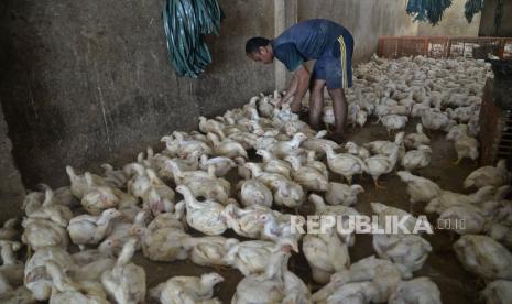 Pekerja menyiapkan ayam potong untuk pembeli di salah satu tempat penjualan ayam potong di Jakarta, Selasa (8/3/2022). Dalam satu pekan terakhir harga ayam mengalami kenaikan, Kenaikan harga ayam tersebut pun diikuti dengan penurunan pembeli.