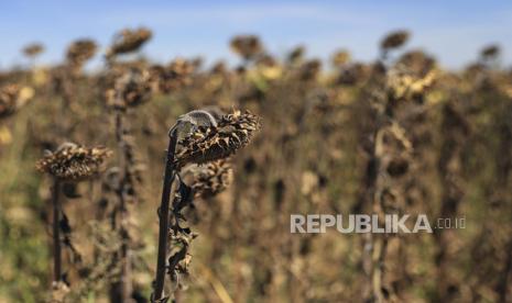  Bunga matahari menderita kekurangan air, karena Eropa berada di bawah gelombang panas yang luar biasa ekstrem, di Beaumont du Gatinais, 60 mil selatan Paris, Prancis, Senin, 8 Agustus 2022. Prancis minggu ini mengalami gelombang panas keempat tahun ini seperti yang diperingatkan pemerintah pekan lalu bahwa negara itu menghadapi kekeringan paling parah yang pernah tercatat. Beberapa petani sudah mulai melihat penurunan produksi terutama di ladang kedelai, bunga matahari dan jagung. Eropa Diprediksi Alami Kekeringan Terburuk dalam 500 Tahun