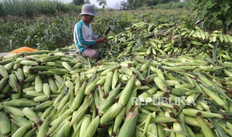 Petani memanen jagung manis yang ditanam menggunakan metode tumpang sari. Presiden optimistis dengan semakin banyaknya petani lokal yang menanam jagung, kebutuhan jagung nasional bisa terpenuhi.