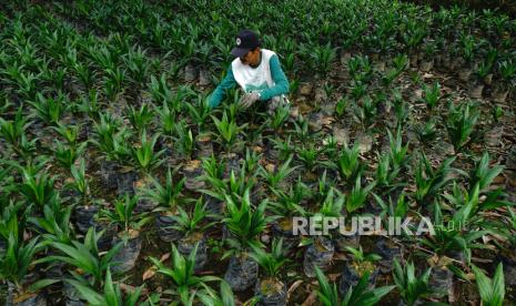 Petani merawat bibit kelapa sawit di Desa Bunde, Kecamatan Sampaga, Mamuju, Sulawesi Barat. Gabungan Industri Minyak Nabati Indonesia (GIMNI) menunggu keputusan pemerintah terkait Pungutan Ekspor (PE) yang  rencananya akan direvisi. Keputusan tersebut perlu cepat diambil demi menghindari aksi spekulasi dan profit taking yang akan berdampak kepada industri serta petani sawit.