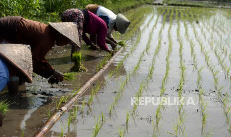 Buruh tani menanam padi saat musim tanam di Sidoarum, Sleman, Yogyakarta, Kamis (7/5). Perekonomian DIY mengalami tekanan karena dampak dari adanya penyabaran Covid-19 yang sudah tejadi sejak Maret 2020 lalu. Pada kuartal I 2020, ekonomi DIY tercatat mengalami penurunan menjadi 0,17 persen