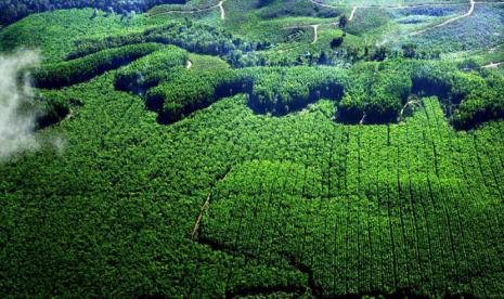 Masalah Ekonomi Indonesia:Antara Ekonomi Atau Deforestasi