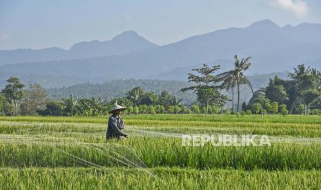 Petani memasang jaring di atas tanaman padinya di kawasan persawahan di Lombok, NTB, Ahad (8/8/2021) (ilustrasi). Kementerian Pertanian bersama Pemerintah Lombok Tengah, Nusa Tenggara Barat, menggelar sosialisasi perlindungan lahan pertanian pangan berkelanjutan.