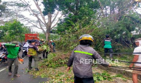 Petugas Dinas Perumahan dan Permukiman (Disperumkim) Kota Bogor menangani pohon tumbang (Ilustrasi)