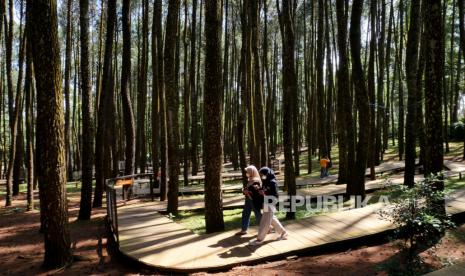 Ilustrasi Hutan Pinussari Mangunan, Bantul, Yogyakarta. Dinas Perhubungan (Dishub) Kabupaten Bantul, Daerah Istimewa Yogyakarta, mengimbau bus pariwisata yang menuju objek wisata Mangunan, Dlingo, tidak melewati jalur Cinomati yang ada di perbatasan Pleret-Dlingo.