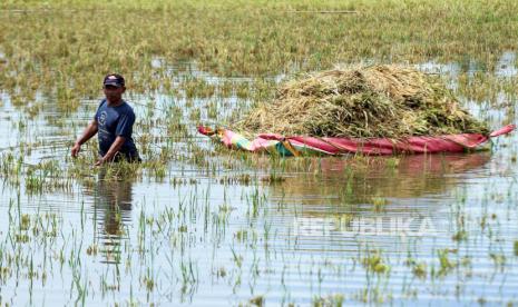 5 Hektare Sawah Siap Panen Terendam Banjir di Gayo Lues Aceh (ilustrasi).