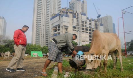 Pedagang memberi makan sapi di Tempat Penampungan Hewan Kurban (TPnHK) di kawasan Kuningan, Jakarta Selatan, Jumat (23/6/2023). Dinas KPKP DKI Jakarta telah memeriksa 22.695 ekor hewan kurban di tempat penampungan yang tersebar di lima wilayah Jakarta guna menjamin kesehatan hewan kurban terbebas dari Penyakit Mulut dan Kuku (PMK) dan Lumpy Skin Disease (LSD).