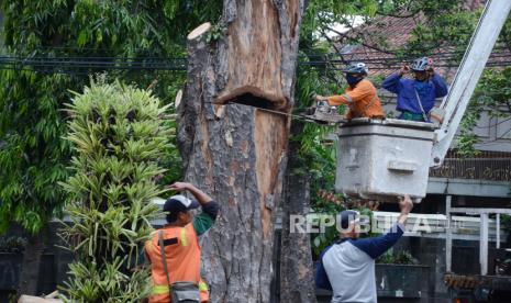 Penebangan pohon besar yang telah lapuk dan keropos (ilustrasi) 