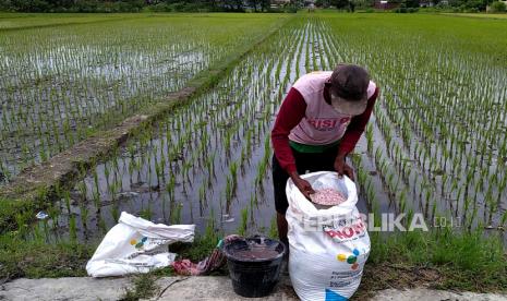 Petani menebar pupuk urea dan NPK untuk tanaman padi berusia sepuluh hari di Trirenggo, Bantul, Yogyakarta, Rabu (11/1/2023). Center for Indonesian Policy Studies (CIPS) menilai pemerintah perlu mengevaluasi efektivitas program pupuk bersubsidi lantaran belum mampu meningkatkan produksi komoditas pangan pokok, seperti beras.