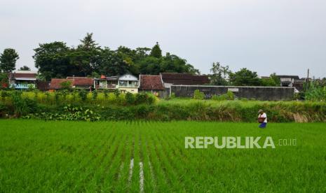 Bupati Sleman Kukuhkan Komisariat Daerah Petani Milenial Sleman DIY (ilustrasi).