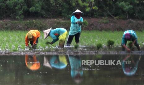 Petani menanam padi jenis ciherang pada musim tanam akhir 2023 di Aceh Besar, Aceh, Rabu (4/10/2023). Kementerian Pertanian melalui pemerintah daerah mendorong para petani terutama di kawasan persawahan yang terkoneksi dengan aliran irigasi untuk meningkatkan produksi beras sebagai upaya menutupi penurunan produksi beras nasional yang diperkirakan mencapai 1,5 juta ton beras akibat fenomena El Nino di sebagian besar wilayah Indonesia.  