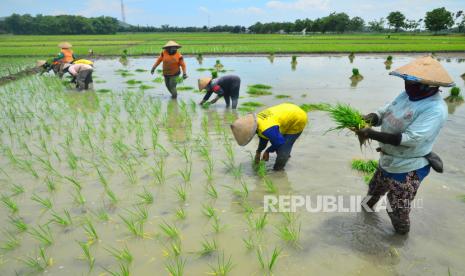 Petani menanam padi di persawahan desa Klambu, Grobogan, Jawa  Tengah, Senin (23/11/2020). Kementerian Pertanian (Kementan) menargetkan produksi padi tahun 2021 akan mencapai 63,50 juta ton dan itu lebih tinggi dari target produksi 2020 yang mencapai 59,15 juta ton. ANTARA FOTO/Yusuf Nugroho/hp.