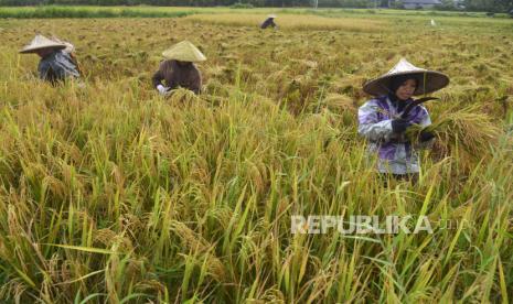 Buruh tani memanen padi di kawasan desa Blang Jaro, Kecamatan Indra Puri, Kabupaten Aceh Besar, Aceh, Selasa (18/10/2022). 