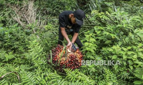 Seorang petani bersiap untuk membawa buah sawit yang baru dipanen di perkebunan kelapa sawit di Deli Serdang, Sumatera Utara, Indonesia, 23 Mei 2022. Harga crude palm oil (CPO) di Sumatra Utara (Sumut) terus bergerak naik dan sudah Rp 9.105 per kg dari paling tinggi sebelumnya yang sebesar Rp 9.000 per kg. 