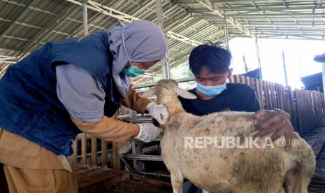 Dompet Dhuafa Lampung menggelar vaksinasi hewan kurban di Pringsewu, Lampung, Selasa (23/5/2023). Pada tahun ini, Dompet Dhuafa kembali menggenca