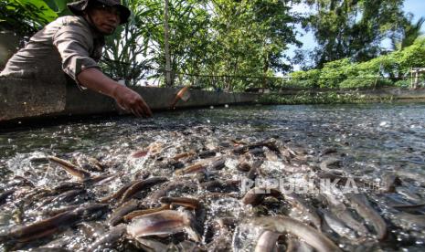 Peternak memberi pakan benih ikan lele di kolam pembibitan (ilustrasi)