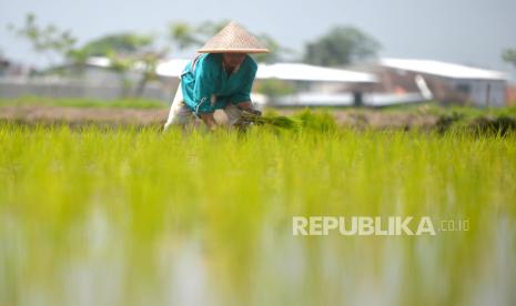 Mbah Tum (68) menanam padi sendirian di persawahan kawasan Trihanggo, Sleman, Yogyakarta, Rabu (13/12/2023). Sudah hampir lima tahun Mbah Tum menanam padi sendirian tanpa rekan satupun. Rekan-rekannya dulu menanam padi sebagian sudah meninggal dan yang lain fisiknya tidak memungkinkan. Sementara anak-anaknya pun tidak mau turun ke sawah. Untuk menanam dua petak sawah Mbah Tum biasanya memakan waktu tiga hari. Namun, khusus panen biasanya menggunakan mesin untuk mempermudah prosesnya.