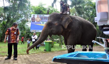 Seekor Gajah Sumatera menyapa pengunjung di Kebun Binatang Medan Zoo, Medan, Sumatra Utara, Rabu (1/7/2020). 