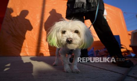 Seekor anjing duduk di sebelah pemiliknya yang melarikan diri dari perang dari negara tetangga Ukraina saat mereka menunggu untuk diproses oleh polisi perbatasan setelah melintasi perbatasan dengan feri di penyeberangan perbatasan Isaccea-Orlivka di Rumania, Rabu, 23 Maret 2022. Pakaian Tersentuh Anjing, Bolehkah Dipakai Sholat?