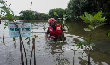 Personel Palang Merah Indonesia (PMI) menanam mangrove di pesisir Pantai Utara, Kabupaten Batang, Jawa Tengah, Rabu (29/12/2021). Untuk mengurangi dampak abrasi laut yang dapat menyebabkan banjir rob, PMI Pusat dan Daerah menanam 200 ribu bibit pohon bakau di sepanjang kawasan Pantai Utara Kabupaten Batang. 