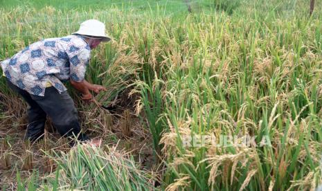 Petani memanen padi organik di lahan persawahan Kampung Tematik Mulyaharja, Kota Bogor, Jawa Barat, Jumat (7/1/2022). Panen raya padi organik sebanyak delapan ton tersebut sekaligus dikembangkan menjadi destinasi wisata alam dan edukasi kebanggaan Kota Bogor. 