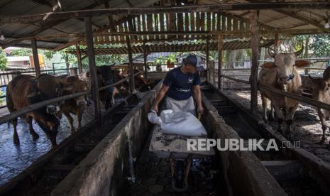 Pekerja memberikan pakan sapi untuk hewan kurban di salah satu peternakan di Palembang, Sumatera Selatan,  Kamis (15/7/2021). Menurut pedagang, menjelang Idul Adha tahun ini permintaan sapi untuk kurban menurun sebesar 90 persen daripada tahun sebelumnya akibat pandemi COVID-19.