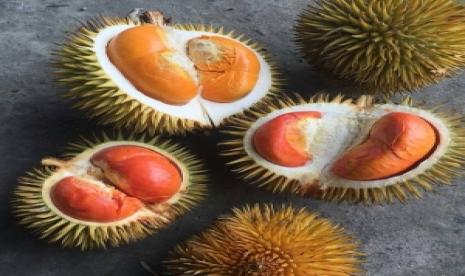 Durian. (Foto : Dok)