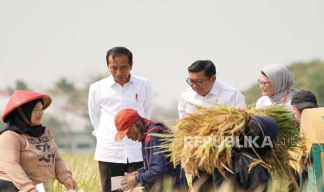 Presiden Joko Widodo (Jokowi) melakukan panen raya padi di Desa Karanglayung dan Desa Sumuradem, Kecamatan Sukra, Kabupaten Indramayu, Jumat (13/10/2023). 