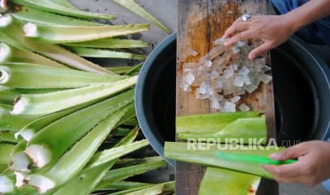 Pekerja memproduksi minuman herbal dari tanaman lidah buaya (aloe vera). Peneliti menemukan bahwa suplemen herbal populer, seperti aloe vera, tak berinteraksi baik dengan obat-obatan tertentu.