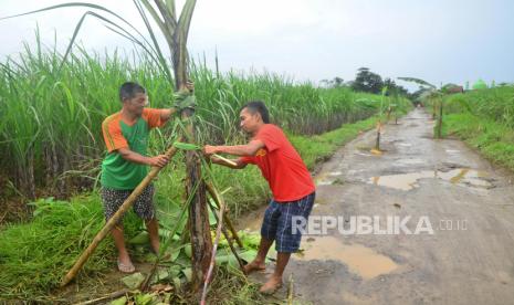 Warga menanam pohon pisang di jalan berlubang sebagai bentuk protes atas kerusakan jalan di Desa Hadipolo, Kudus, Jawa Tengah, Ahad (16/1/2022). Menurut warga, jalan penghubung antar kecamatan tersebut telah rusak sejak 2017 dan menghambat mobilitas warga serta membahayakan keselamatan pengguna jalan. 