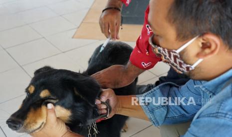 Petugas melakukan Vaksinasi Rabies Tahap II pada hewan  peliharaan. Program vaksinasi rabies ini agar hewan peliharaan memiliki kekebalan pada penyakit tersebut dan tidak menularkannya ke manusia. (ilustrasi)