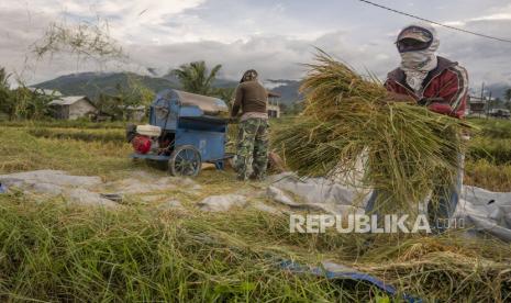 Petani mengangkat padi yang baru dipanen untuk dirontokkan, Rabu (3/8/2022). Kepala Dinas Tanaman Pangan dan Hortikultura Provinsi Kalimantan Barat (Kalbar) Florentinus Anum memastikan produksi padi atau beras di Kalbar surplus hingga akhir 2022 sehingga ketahanan pangan di wilayah ini masih terjaga.