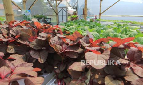 Pemkot Bogor Dorong Pemanfaatan Lahan Jadi Urban Farming (ilustrasi).